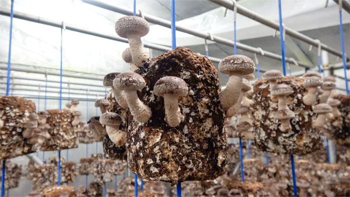 しいたけ栽培のコツ。芽かきのポイントと上手な育て方 - ニッポー