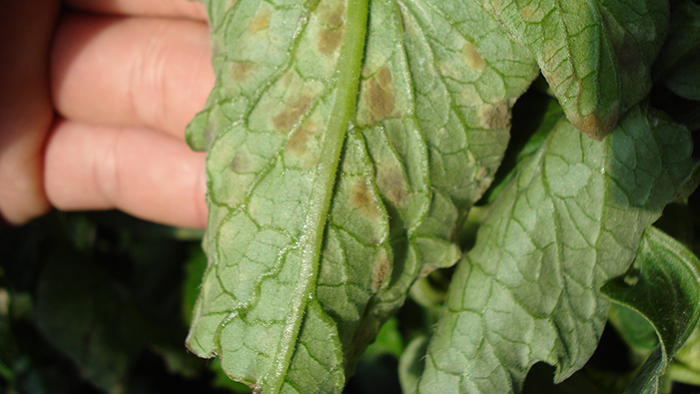 トマトの病気対策は適切な湿度管理から 換気のコツをご紹介 ニッポー