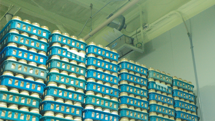 きのこ栽培が新規事業に選ばれる３つの理由 ニッポー